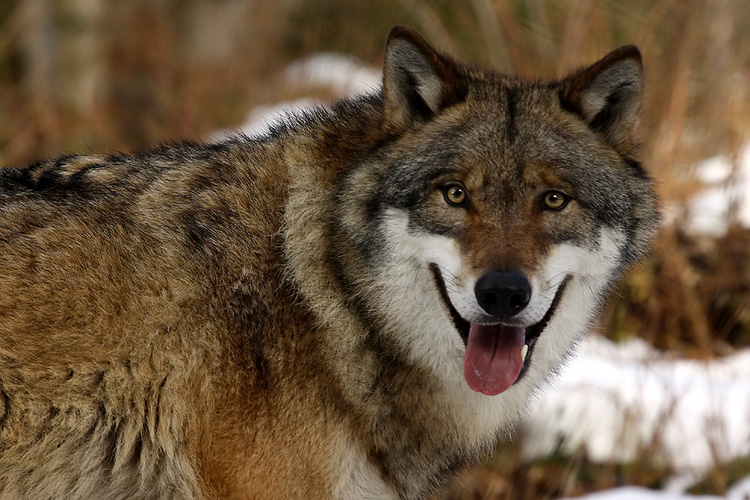vlk-dravy-Canis-lupus.jpg